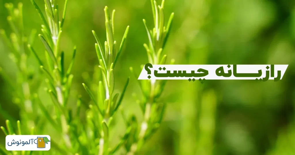 رازیانه چیست