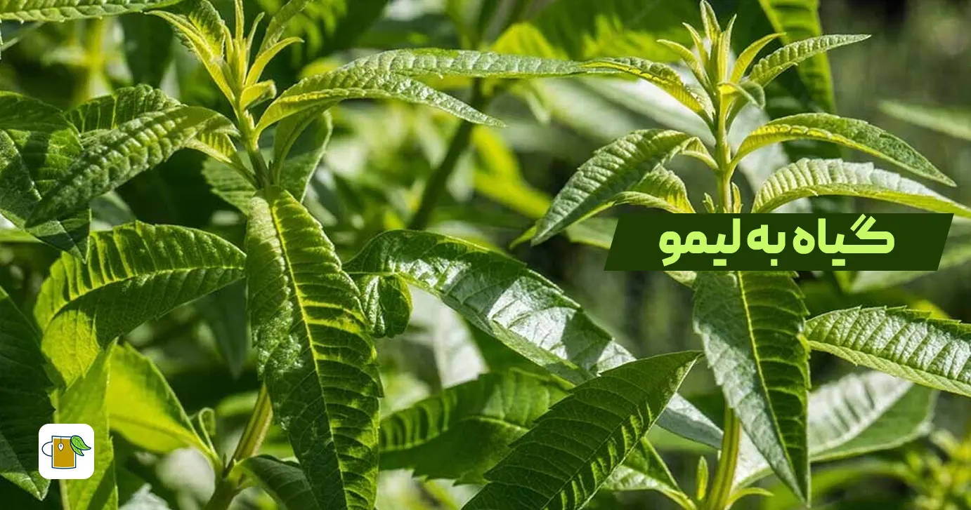 خواص دمنوش گل گاو زبان و به لیموبسیششسی